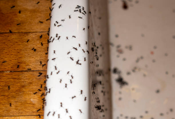 Best Ant Control Services  in Sparks, TX